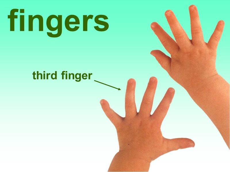 fingers third finger